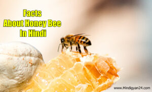Facts About Honey Bee in Hindi