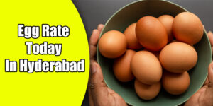 egg price haidrabad