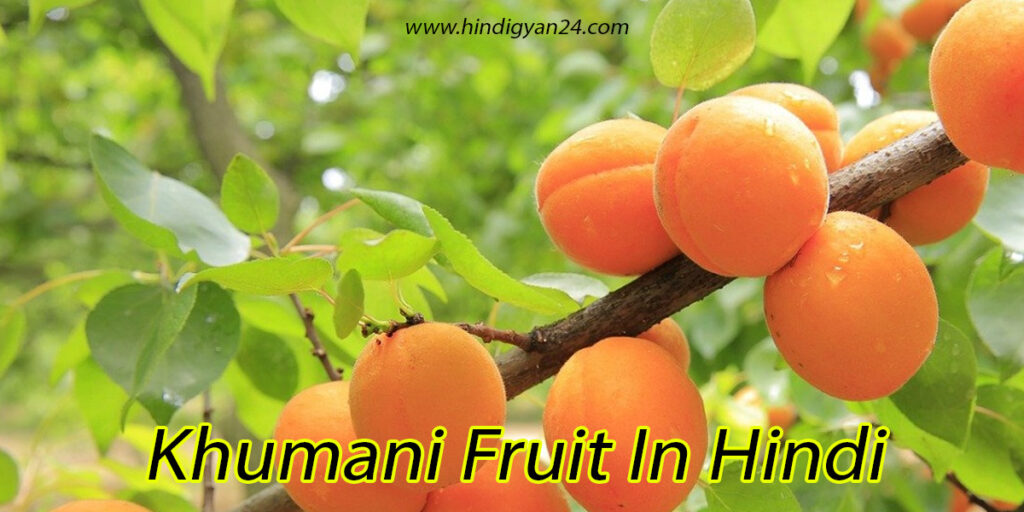 Khumani Fruit In Hindi